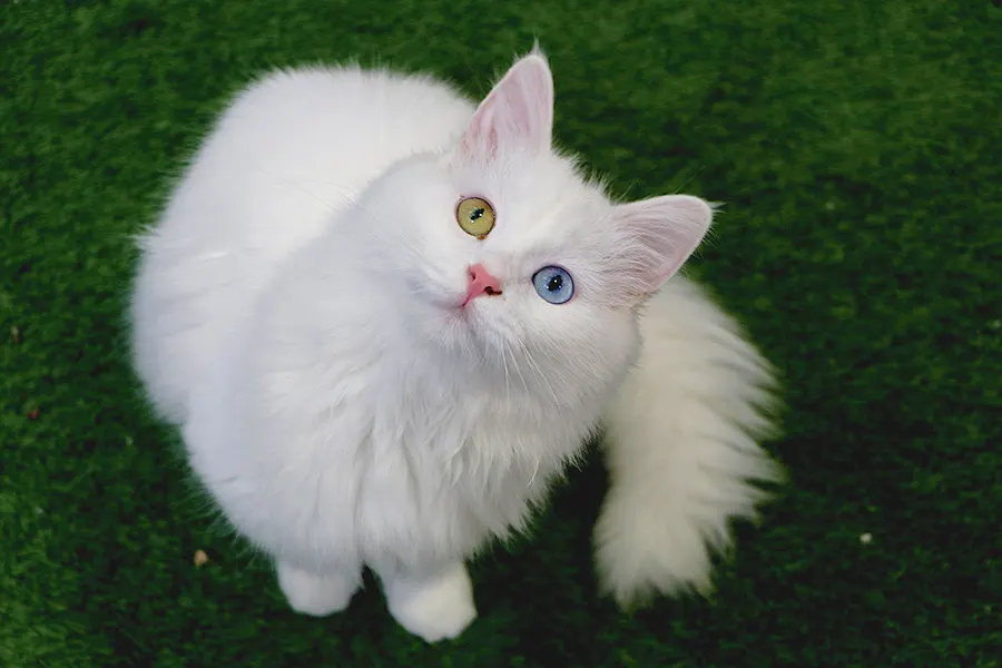 gato de Van en Turquía