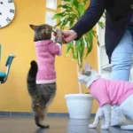 gato viral en Turquía, Tripot