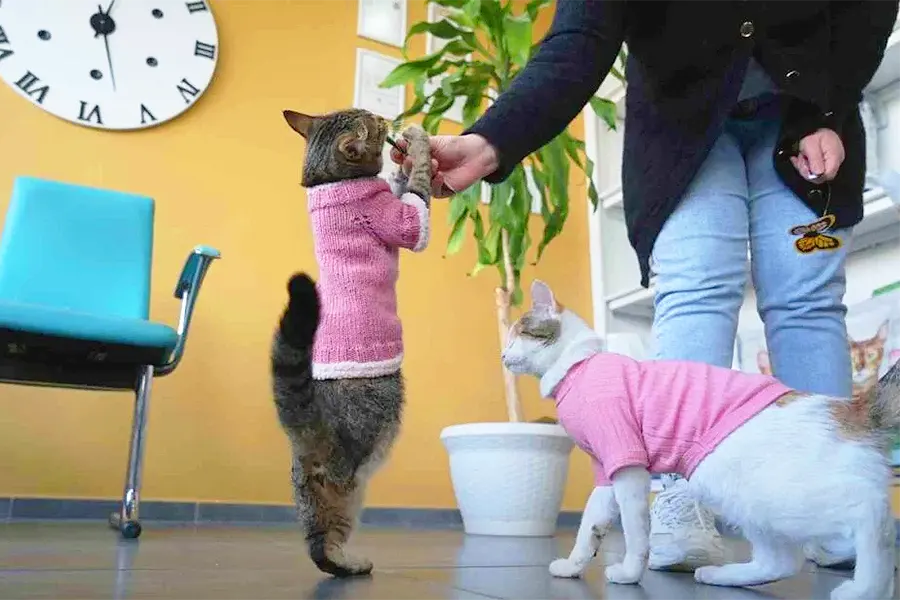 gato viral en Turquía, Tripot