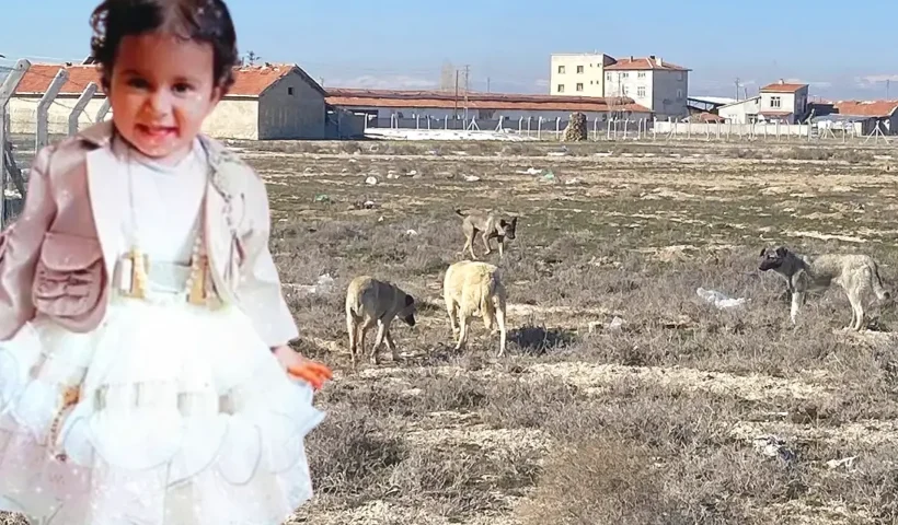 child killed by stray dogs