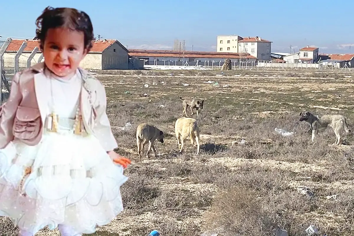 child killed by stray dogs