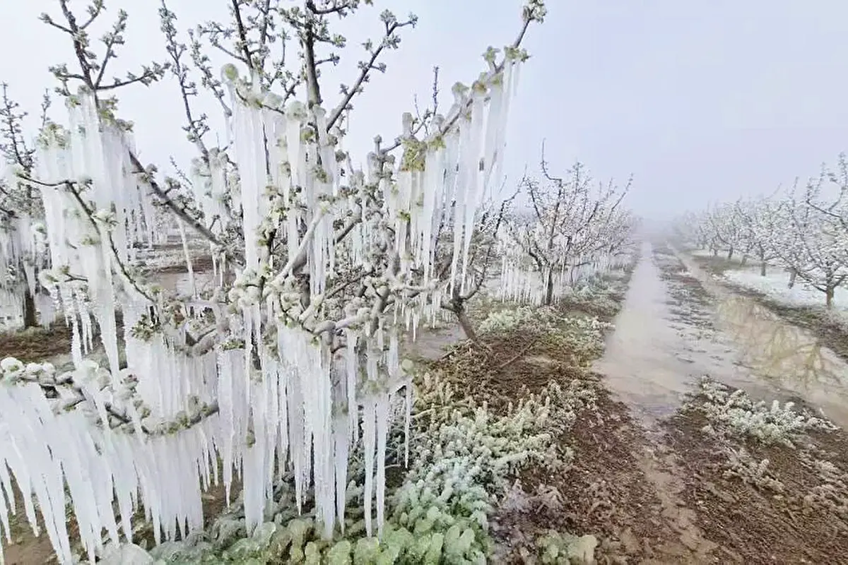 heladas en Turquía