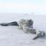 flamencos muertos en un lago de Turquía