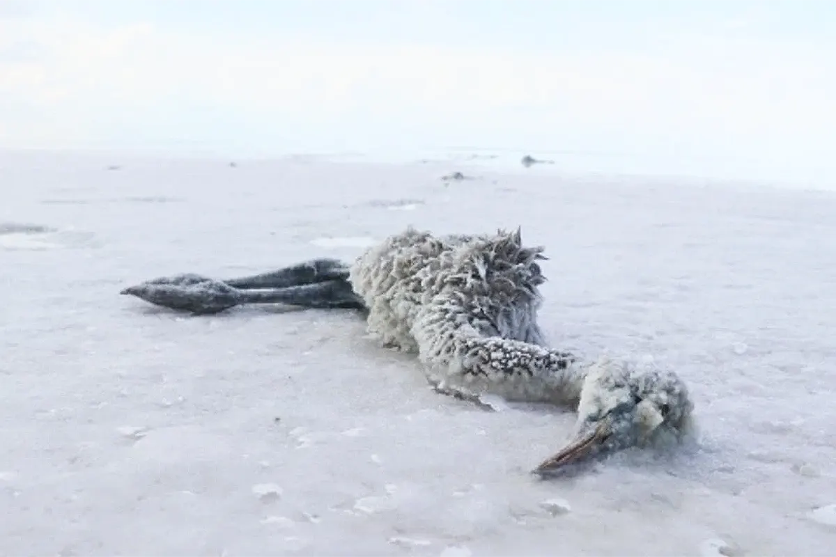 flamencos muertos en un lago de Turquía