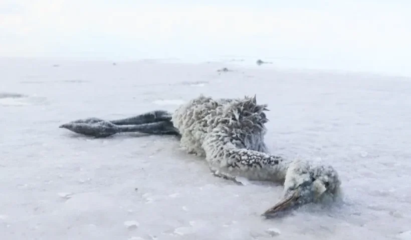 flamingos dead in a lake in Turkey