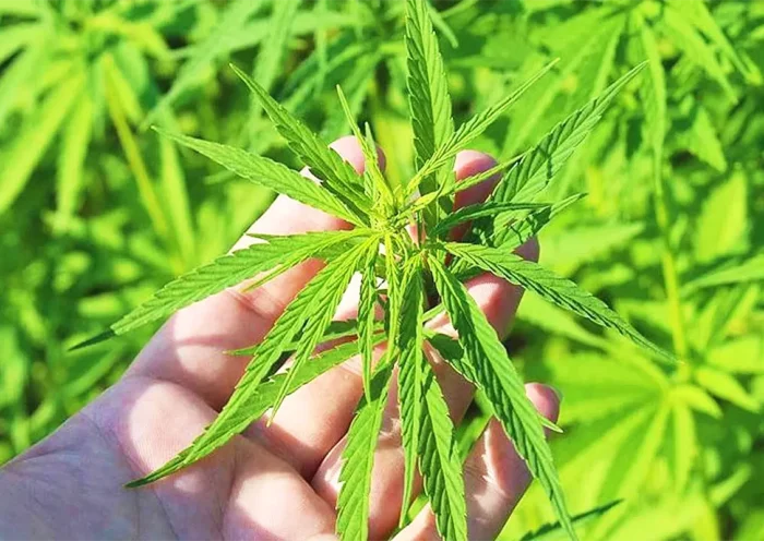cannabis, marijuana