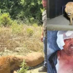 león fugado de un zoo en Antalya
