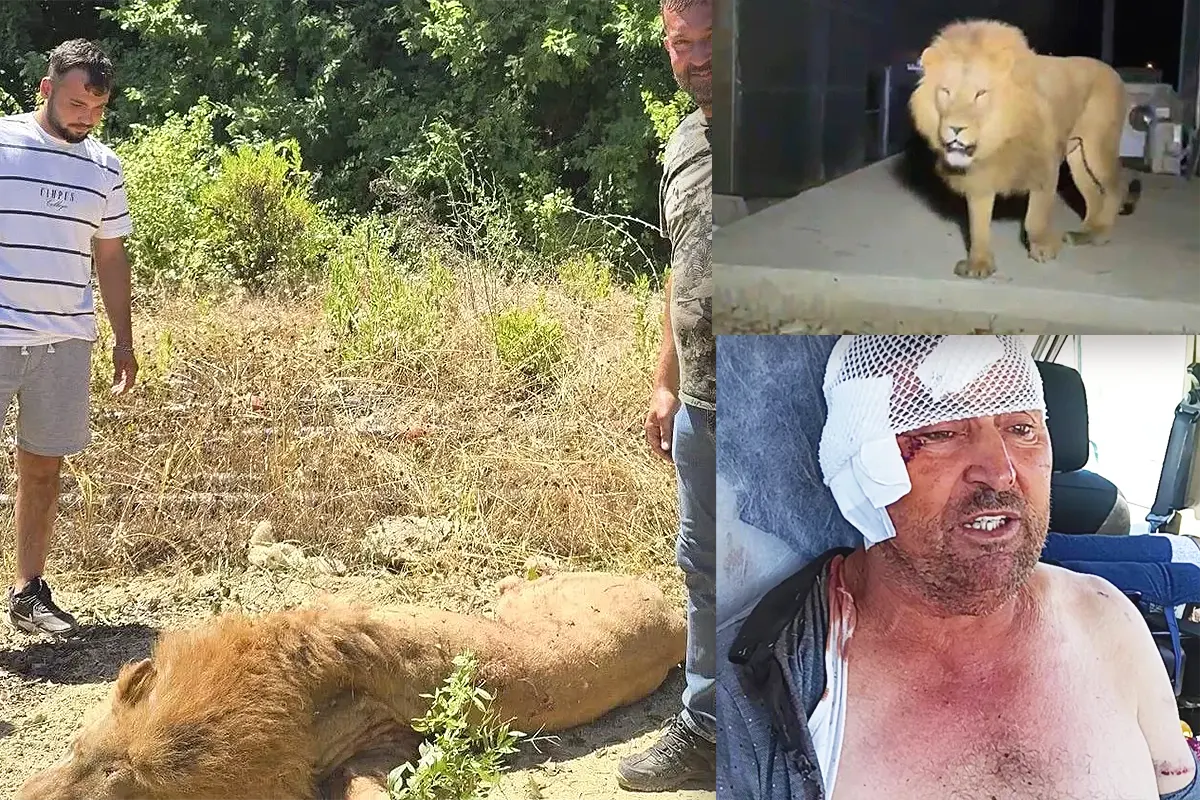 león fugado de un zoo en Antalya