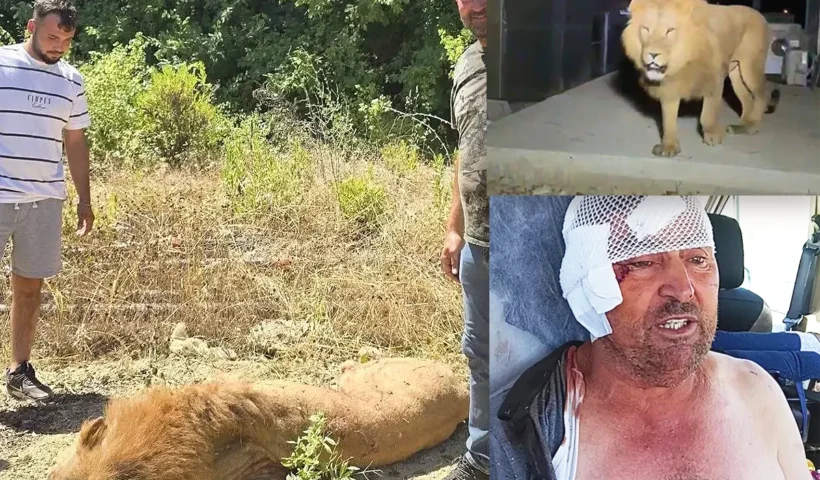 lion dead after it escaped from a zoo in Antalya