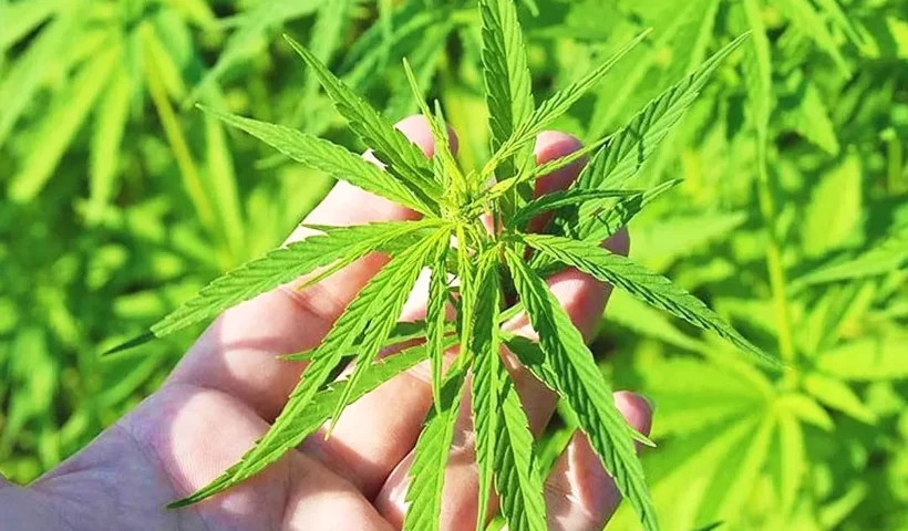 marihuana, cannabis