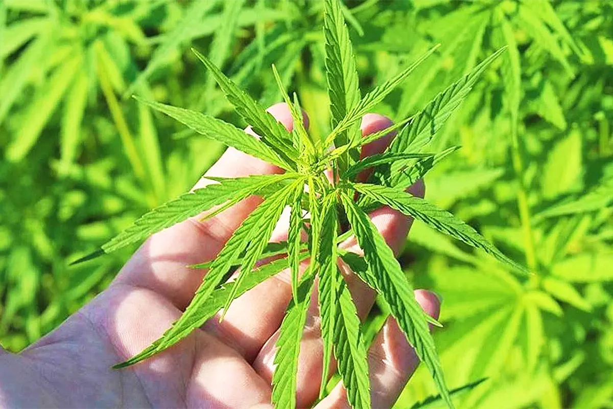 marihuana, cannabis