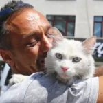 lost cat Pars, finally found