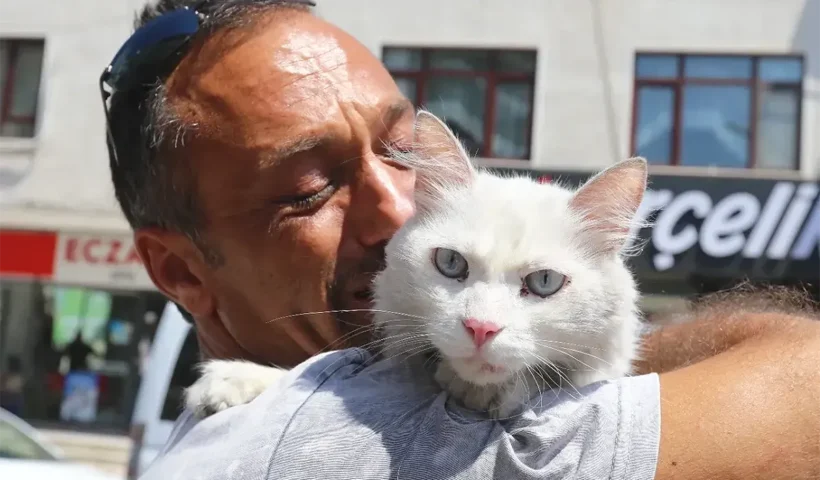 lost cat Pars, finally found