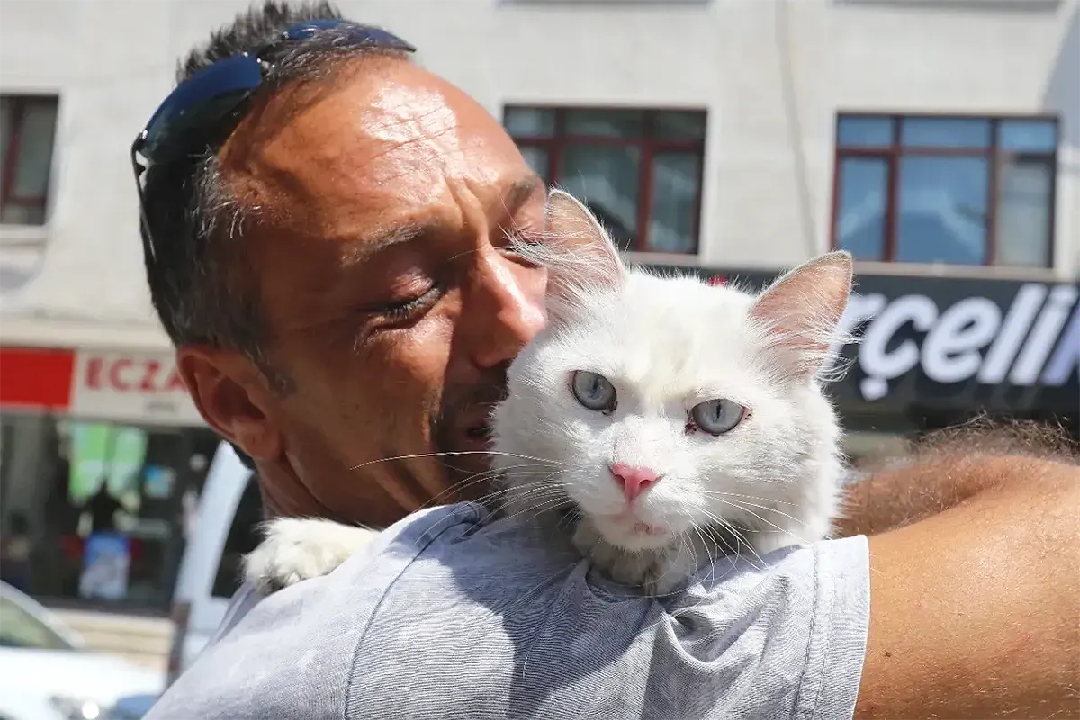 lost cat Pars, finally found