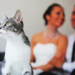 gato con hombre y mujer
