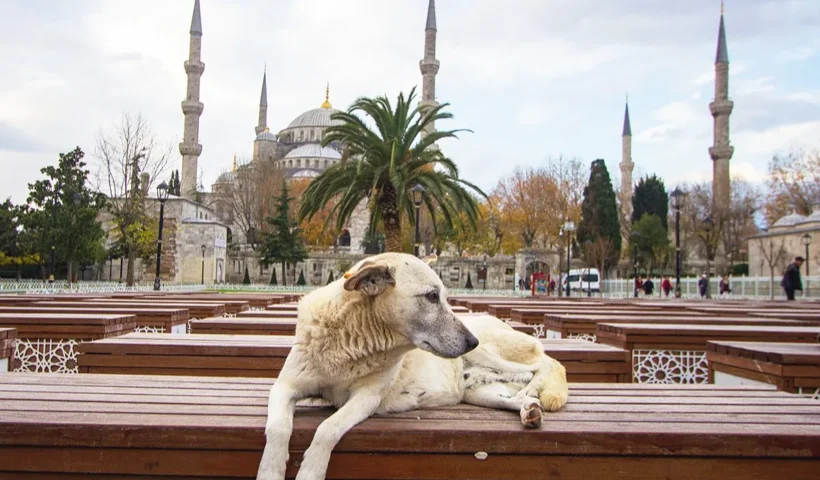un perro callejero tumbado sobre un banco frente a la Mezquita Azul de Estambul