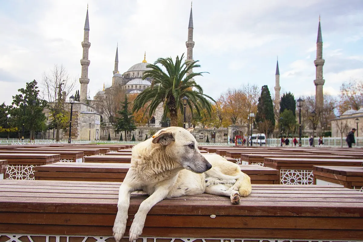 un perro callejero tumbado sobre un banco frente a la Mezquita Azul de Estambul