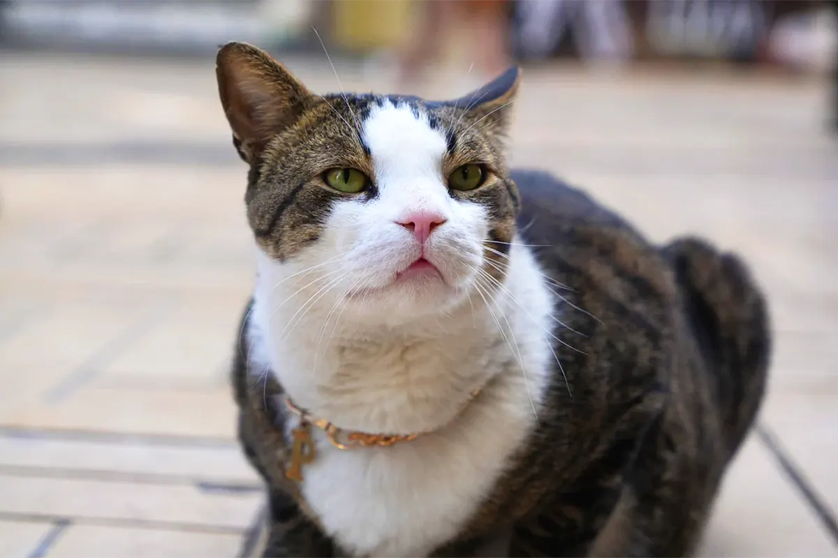 a picture of the cat ‘Prens’ (Prince) looking at the camera whilst wearing a collar with a gold letter ‘P’