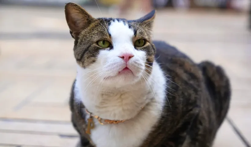 imagen del gato "Prens" (Príncipe) mirando a la cámara mientras porta un collar con la letra dorada "P"