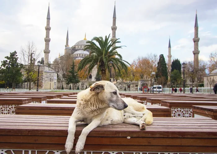 a stray dog lying on a bench in front of the Blue Mosque in Istanbul