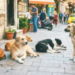 varios perros callejeros descansando en una calle de Estambul a pleno día