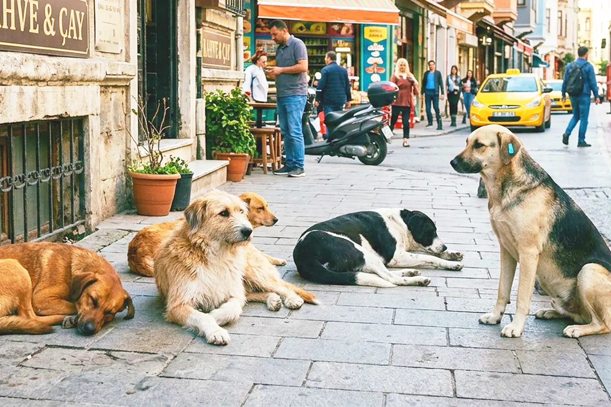 varios perros callejeros descansando en una calle de Estambul a pleno día
