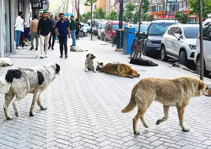 several stray dogs wandering along a street in Turkey and lying on the pavement