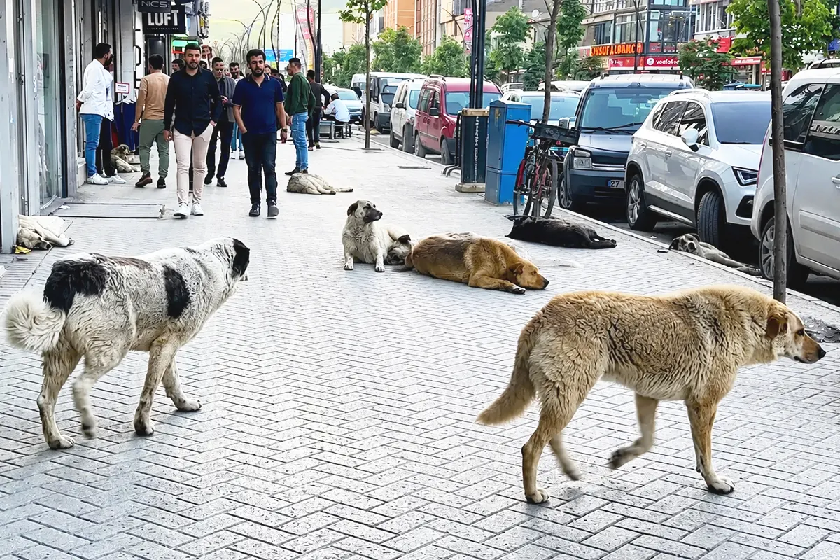 several stray dogs wandering along a street in Turkey and lying on the pavement