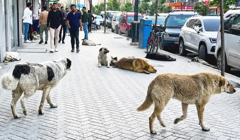 varios perros callejeros deambulando por una calle de Turquía y echados sobre la acera