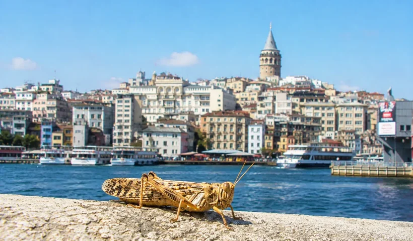 In the foreground, a locust perched on a wall; in the background, the Galata Tower and several buildings in Istanbul situated on the other side of the Golden Horn estuary