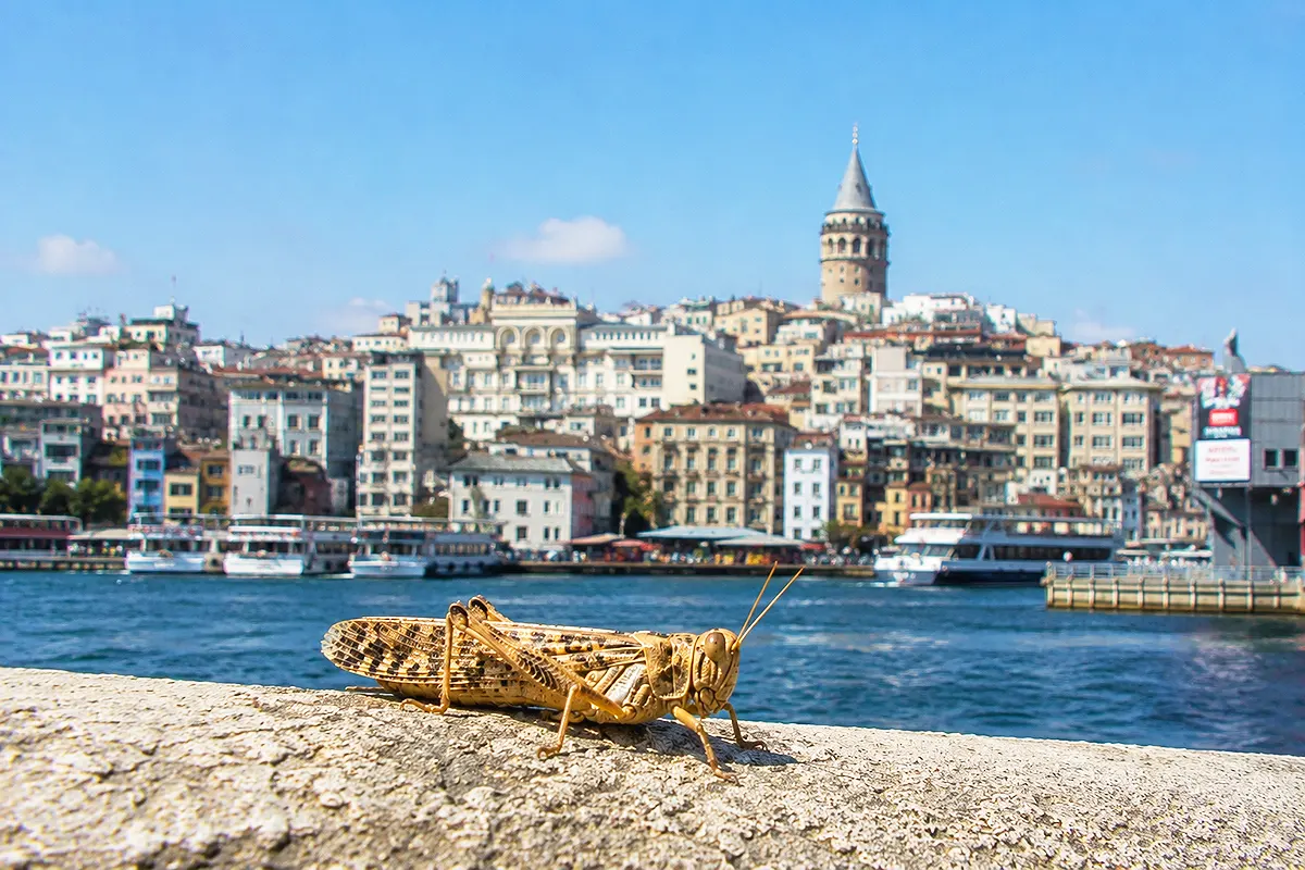 In the foreground, a locust perched on a wall; in the background, the Galata Tower and several buildings in Istanbul situated on the other side of the Golden Horn estuary