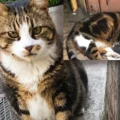 imágenes del famoso "gato regordete" de Estambul