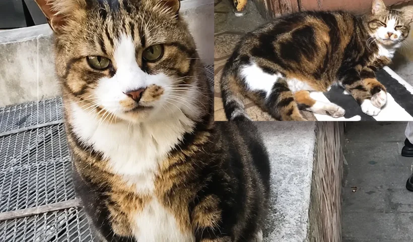 imágenes del famoso "gato regordete" de Estambul