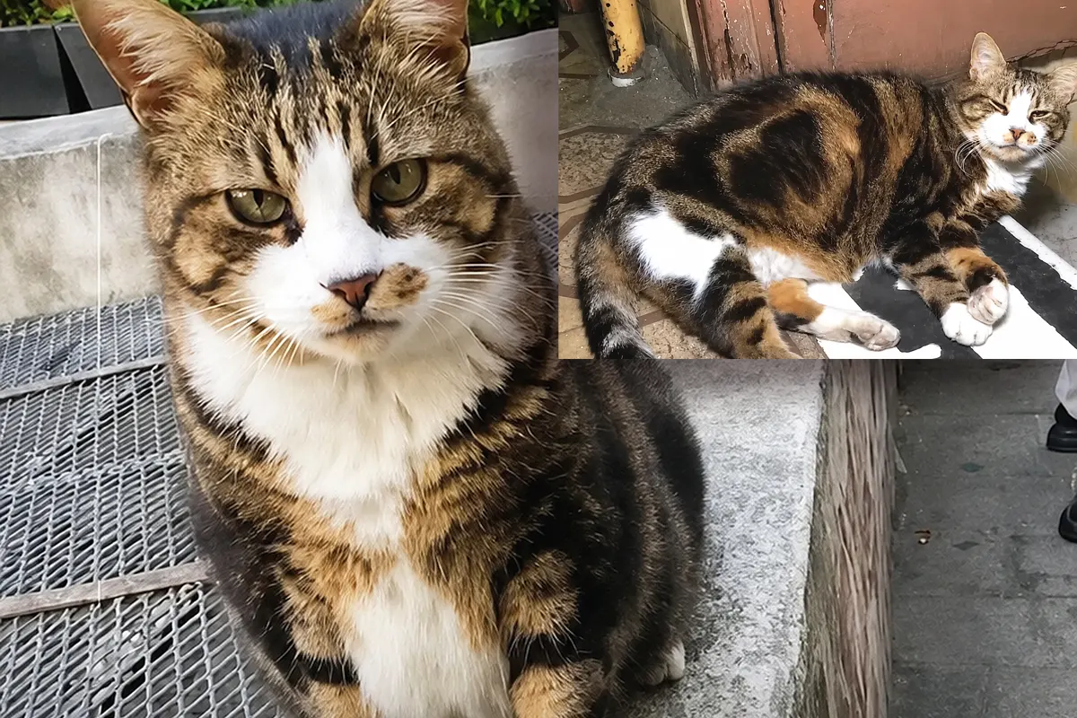imágenes del famoso "gato regordete" de Estambul