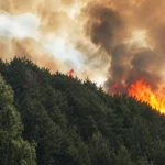 huge flames and smoke billowing from a dense pine forest