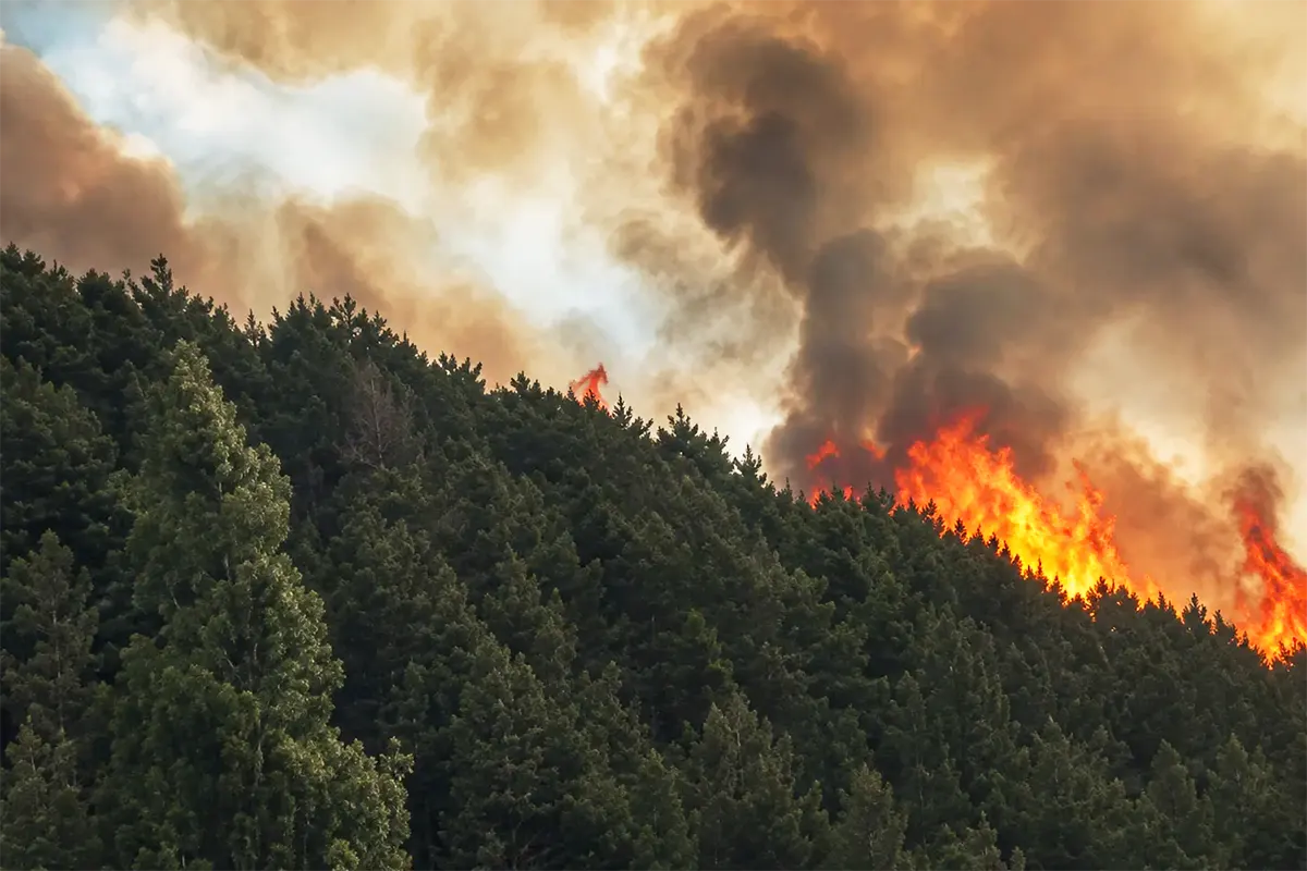 huge flames and smoke billowing from a dense pine forest