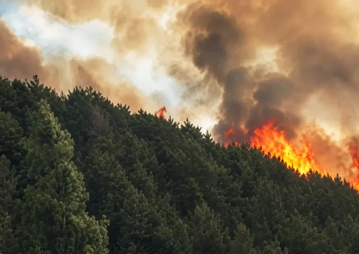 grandes llamas y humo saliendo de un denso bosque de pinos