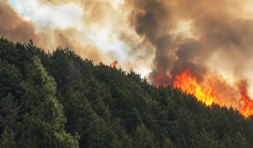 grandes llamas y humo saliendo de un denso bosque de pinos
